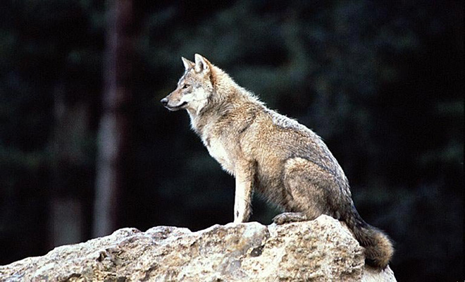 Το θαύμα της Φύσης: 45 λύκοι άλλαξαν ολόκληρο το οικοσύστημα [βίντεο]